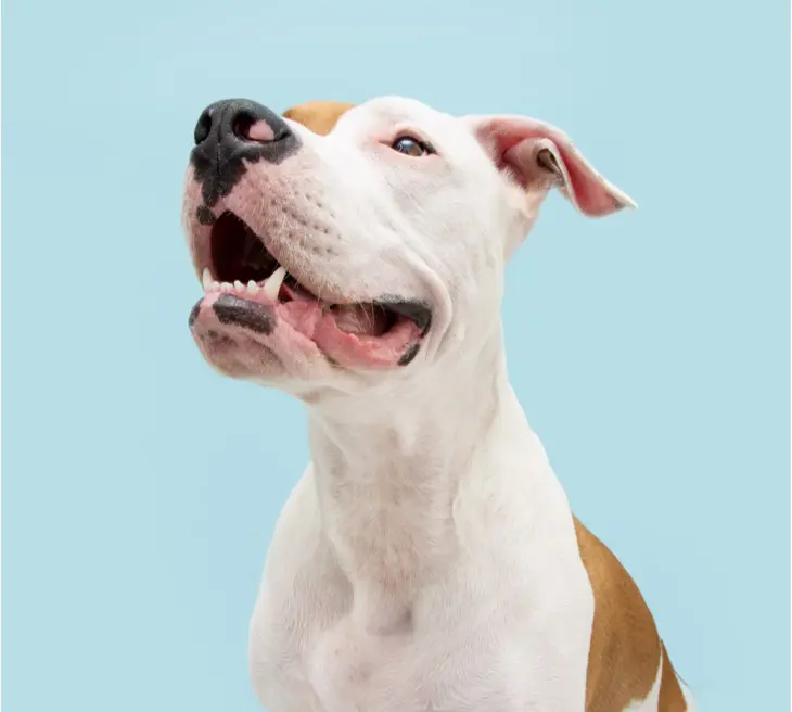 Dog Training Tips
