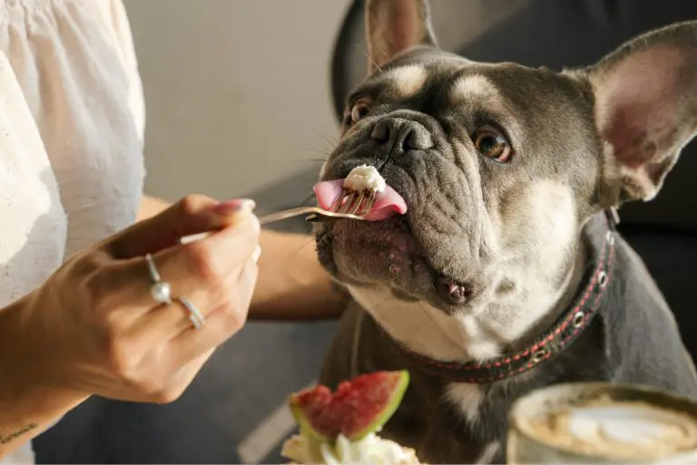 Dog Nutrition