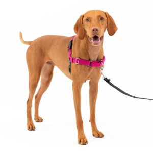 PetSafe Easy Walk Harness for Dogs - Pull-Free Walks - Patented Martingale Loop Design - Front Chest Leash Attachment - Adjustable Comfort Straps - Breathable Harness Design -...